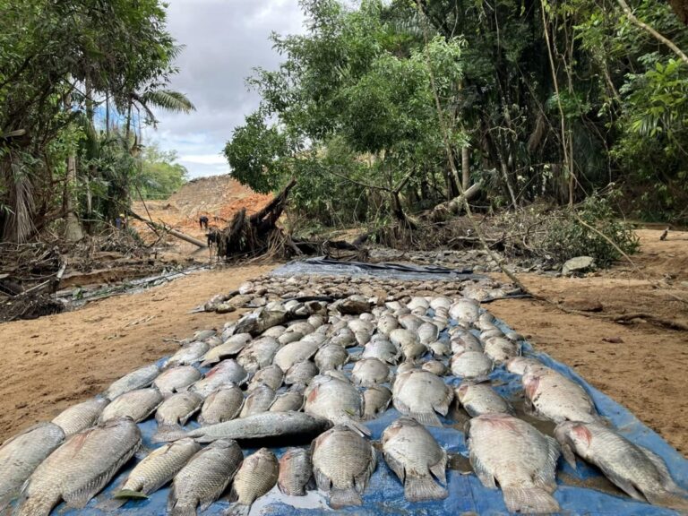 Lagoa do Nado: 613 animais foram resgatados após rompimento da barragem