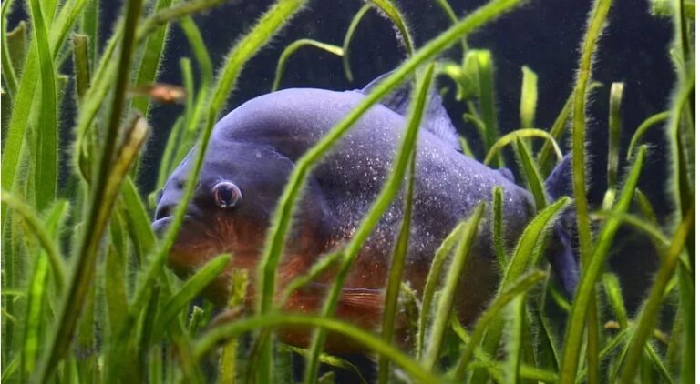 Ataques de piranhas deixam seis pessoas feridas no interior de SP