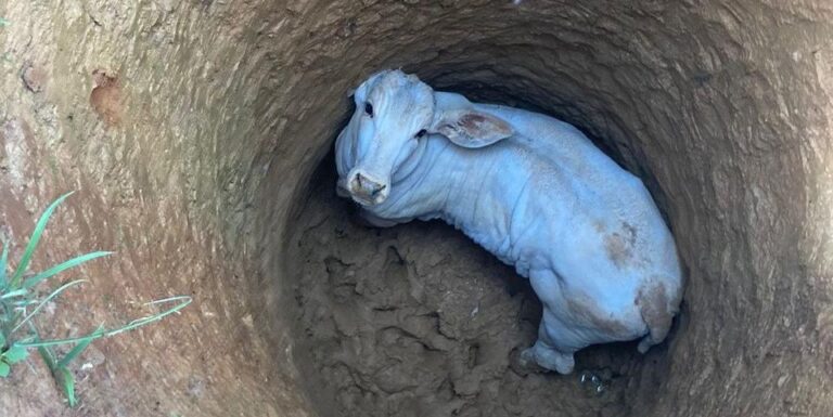 Bezerro cai em buraco de 5 metros e precisa ser resgatado pelos bombeiros em Minas