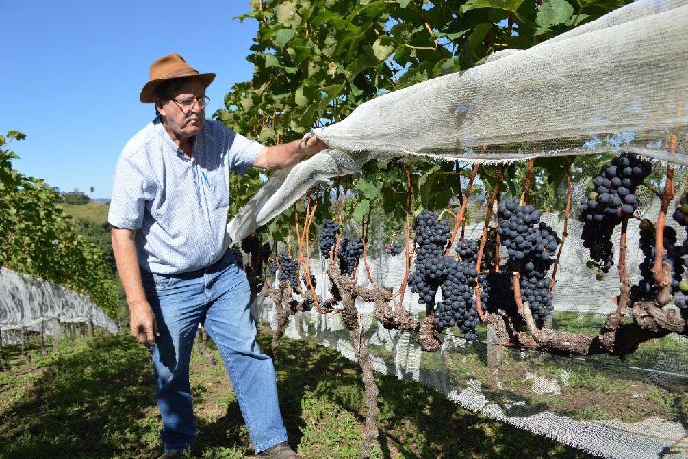 José Procópio Stella exibe suas parreiras carregadas de uvas maduras | Acervo pessoal