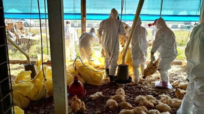 Gripe aviária: 9 destinos já suspenderam importação de frango do Brasil após confirmação de caso