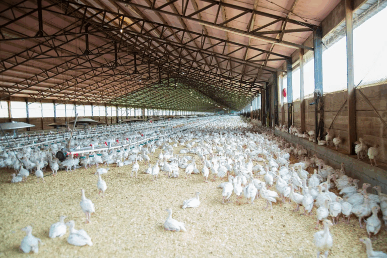 Gripe aviária: exportação de frango do Brasil está suspensa para 16 países e União Europeia