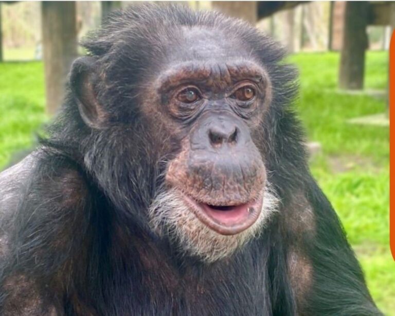 Chimpanzé de Michael Jackson está idoso e vive em santuário