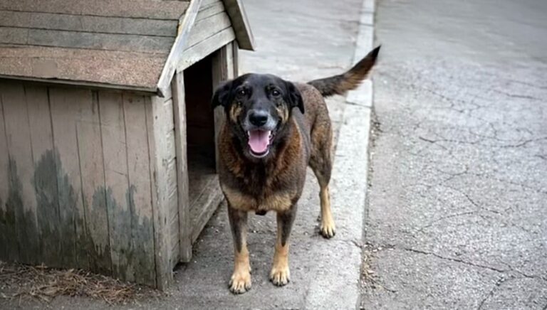 Cão Orelha: Justiça de SC determina arquivamento do caso