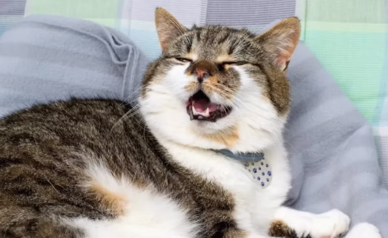 Espirros e olhos lacrimejantes? Saiba como evitar e tratar as doenças respiratórias nos gatos