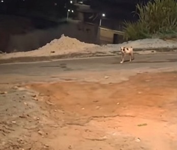 Pitbull solto no bairro Gabiroba assusta moradores e acende alerta em Itabira