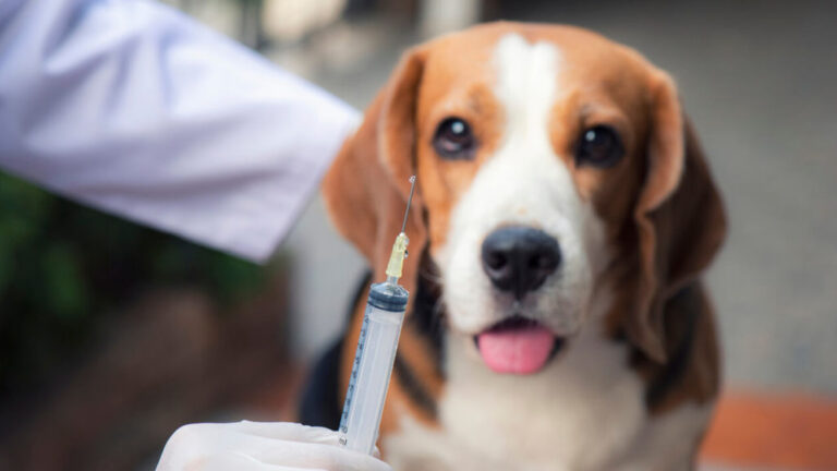 Santa Maria de Itabira inicia mutirão rural de vacinação antirrábica para cães e gatos