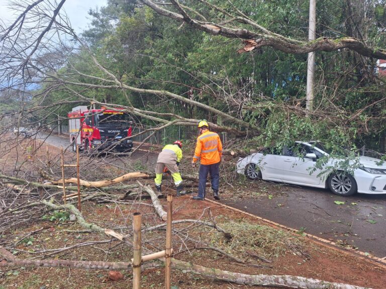 Motorista escapa ilesa de queda de árvore em carro durante temporal perto da Funcesi